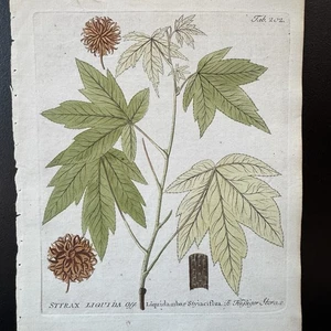 Antiker handkolorierter botanischer Druck Gravur Vietz 1804 Sweetgum Baum - Bild 1 von 9