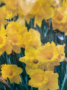 DAFFODIL BULBS King Alfred Large Flowers 25 x BULBS FREE SHIP in Aust - Picture 1 of 2