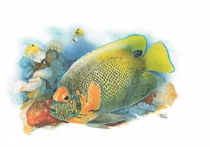 Kaiserfische Barschartige - Kunstdruck-Bild - 25,5 x 17,5 cm - Bild 1 von 1