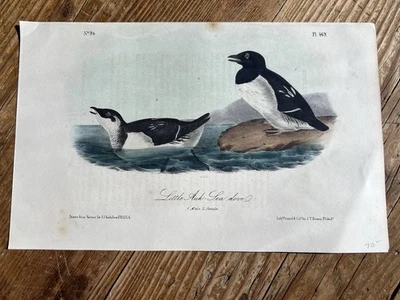 JJ Audubon Octavo “Little Auk- Sea Do E No94 Pl 469 Hand Colored  - Image 1 of 4