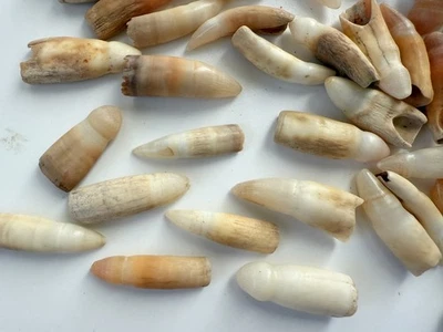 Collar de dientes de cocodrilo para hacer dientes de caimán 5 piezas artesanías de aproximadamente 1" ~ 1 1/4" Foto 1 de 4