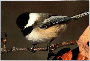 Black - Capped Chickadee Bird Resting The Twig Bird  Postcard - Picture 1 of 2