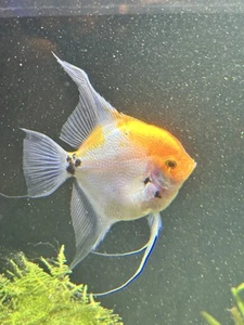 Live XL Veil Koi Angelfish – 4” Longfin Orange White Marbled Freshwater Fish - Picture 1 of 3
