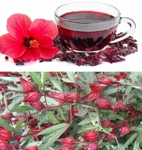 African Mallow (Hibiscus Sabdariffa) | 30+ seeds | Rosella | Same Day Dispatch - Picture 1 of 4