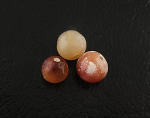 LOT OF 3 AUTHENTIC 400BC ANCIENT ANTIQUE TIBETAN PEMA RAKA BLOOD AGATE BEADS - Picture 1 of 8