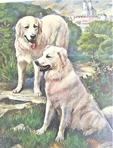 E H Miner Kuvasz Print 1941 National Geographic Magazine - Picture 1 of 3