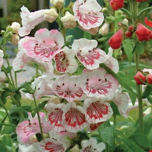 Penstemon 'Strawberries & Cream' XL Plug Plant x 2. Perennial Flowers. PFP.