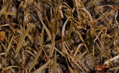 Premium Camo Fabric by Yard - Seats, Panels, Upholstery, Outdoor Gear - Image 1 of 4