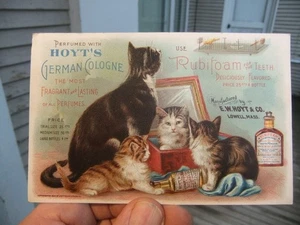 Antq EW Hoyt Co. Lowell Mass, Werbekarte mit Katzen Deutsch Köln & Rubifoam - Bild 1 von 3