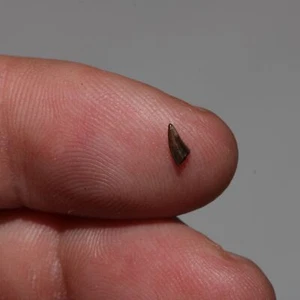 Raptor or Troodon Tooth from Famous Hell Creek Formation Cretaceous - Serrations - Picture 1 of 6