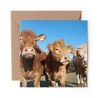 1 x Blank Greeting Card Brown Cows Dairy Cattle Cow #14138