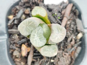 Haworthia Maughanii Taiho Hybird 4cm diameter - Picture 1 of 2