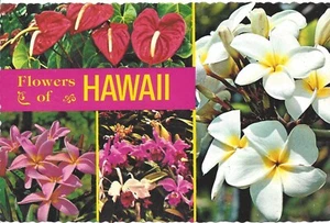 Vintage Postcard  Flowers of  Hawaii scalloped edge - Picture 1 of 2