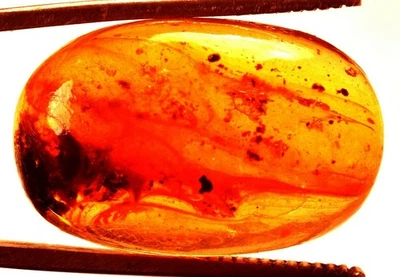 22.95 Cts. Natural Genuine Old Baltic Amber Untreated Certified Gemstone - Image 1 of 4