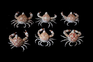 Taxidermia de cangrejo - Leucosia anatum (cangrejo guijarro) 38 mm-45 mm - 6 piezas ¡BONITO CANGREJO! - Imagen 1 de 2