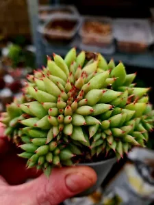 Echeveria Agavoides Cristata succulent in pot - Picture 1 of 4