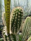 rare cactus plants