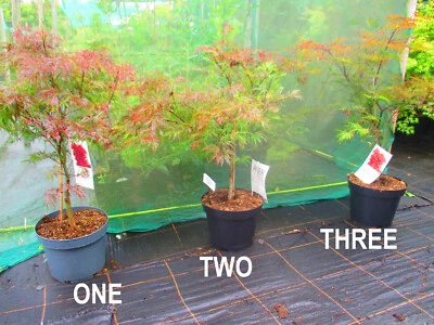 3ft  (inc. pot) 10litre dissected leaf  JAPANESE MAPLE Acer palmatum Garnet - Image 1 of 4