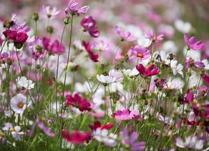 150 Seeds Cupcake Cosmos Lovely Flowers (Make an Offer) - Picture 1 of 1