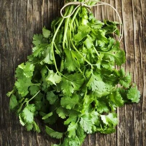 Cilantro/Coriander FIESTA GREEN Kitchen Garden Culinary Herb Non-GMO 100 Seeds - Picture 1 of 6