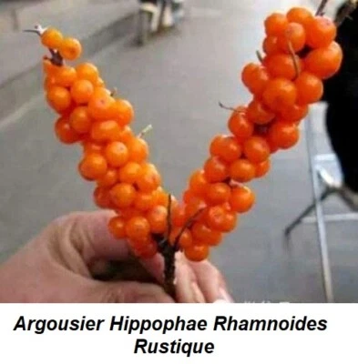 Sea BUCKTHORN Shrub Arbuste Argousier Hippophae Rhamnoides Seed Seeds Bonzai JAM - Image 1 of 4