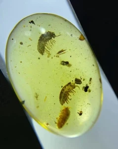 Cretaceous Fossil Burmese amber burmite unknown insect amber Fossil Myanmar - Picture 1 of 5