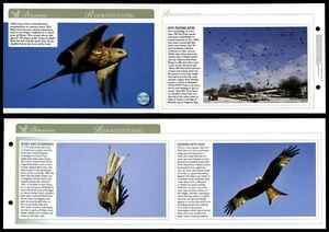 Red Kites Flying - Behaviour - Birds Of Britain Atlas Editions Fold Out Card - Picture 1 of 1
