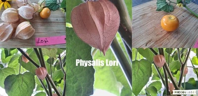 Physalis Sorte: Lori - Bild 1 von 4
