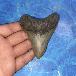 MEGALODONTE DENTE DI SQUALO 3,38” DENTI ENORMI MEG SUBACQUEO DIRETTO FOSSILE NC 4446 - Foto 1 di 8