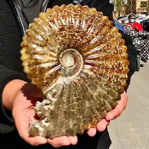4,88LB Rara conchiglia naturale lucida esemplari fossili del Madagascar - Foto 1 di 12