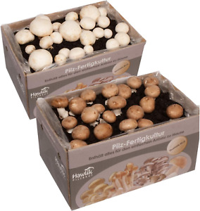 Hawlik Pilzbrut – 2x Champignon Pilzkulturen Mix klein - kinderleicht Pilze züch
