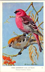 Carta Audubon Bird vintage di ALLAN BROOKS anni '50 Pine Grosbeak #35 - Foto 1 di 2