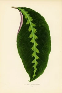 1861 EJ Lowe Esq, schöne Blattpflanzen - #17 - Bild 1 von 4