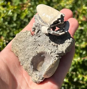 Florida Fossil Crab in Matrix Ranilia muriceta Pliocene Age Crustacean Rare - Picture 1 of 16