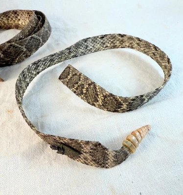 #12 western diamondback rattlesnake hatband  9 button rattle - Image 1 of 4