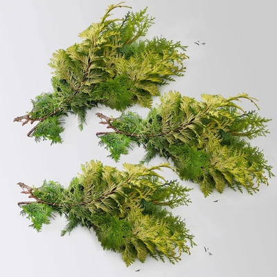 Scheinzypresse 'Crippisii' im Handbund, 3 Bund - Bild 1 von 4