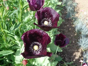 5000 Single Purple Poppy Seed Mix 2024 Crop Approx 5000 Seeds. - Picture 1 of 7