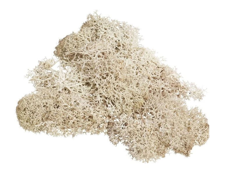 HOBBYFUN 20 g Moos Islandmoos Deko-Moos naturfarben