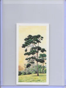 1966 Trees In Britain Scots Pine Pinaceae Brooke Bond Tea Card #3 - Picture 1 of 2