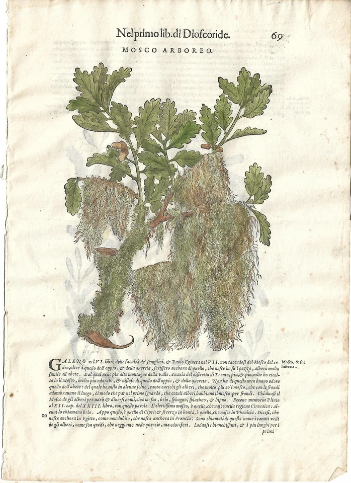 Stampa antica MATTIOLI MATTHIOLI erbario MUSCHIO QUERCIA 1604 Antique print - Immagine 1 di 1