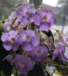 Achimenes „ Kamilli Brozzoni“ , 3 Rhizome. - Bild 1 von 12