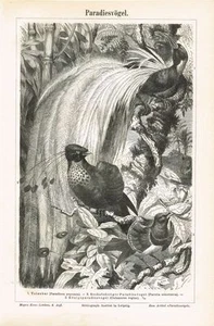 Pizarra PÁJAROS DEL PARAÍSO 1890 Grabado en madera original - Imagen 1 de 1