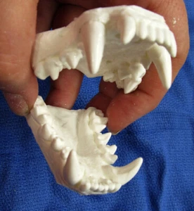 Honey badger jaws teeth cast taxidermy plastic replica  - Picture 1 of 4