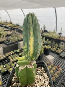 Cactus variegata - Bild 1 von 4
