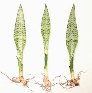 3 x Sansevieria trifasciata Snake Plants Mother-in-law´s tongue 30cm Green - Picture 1 of 1