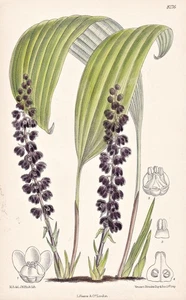 Peliosanthes Violacea Asia Blume Botanik flor botánica litografía Curtis 8276 - Imagen 1 de 1