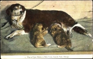Whelping DOG as Foster Mother to LION CUBS; Lincoln Park, Chicago, Near MINT - Bild 1 von 2