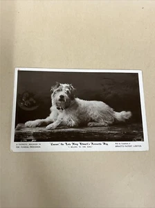 Antigua postal con foto real de Jack Russell Terrier "César" favorita del rey Eduardo - Imagen 1 de 9