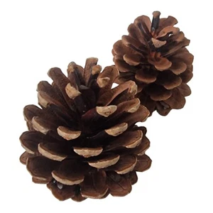 Tannenzapfen 10 Stück Zapfen Pinienzapfen Kiefernzapfen Advent Weihnachten 4-8cm - Bild 1 von 3