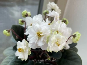 African Violet Jolly Moonflower (SM) - 2 LEAVES - Picture 1 of 2